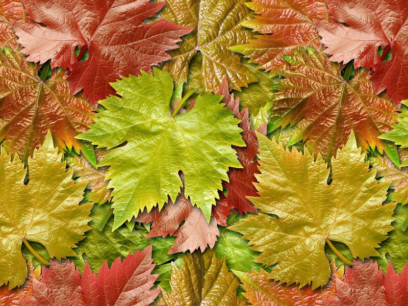 Autumn Grape Leaves