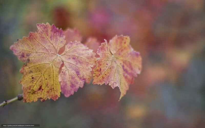Autumn Grape Leaves — Yellow, Serene