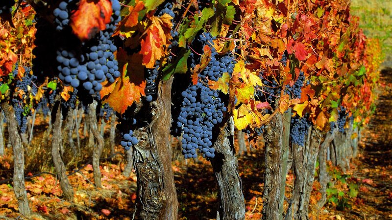Autumn grapes in a vineyard