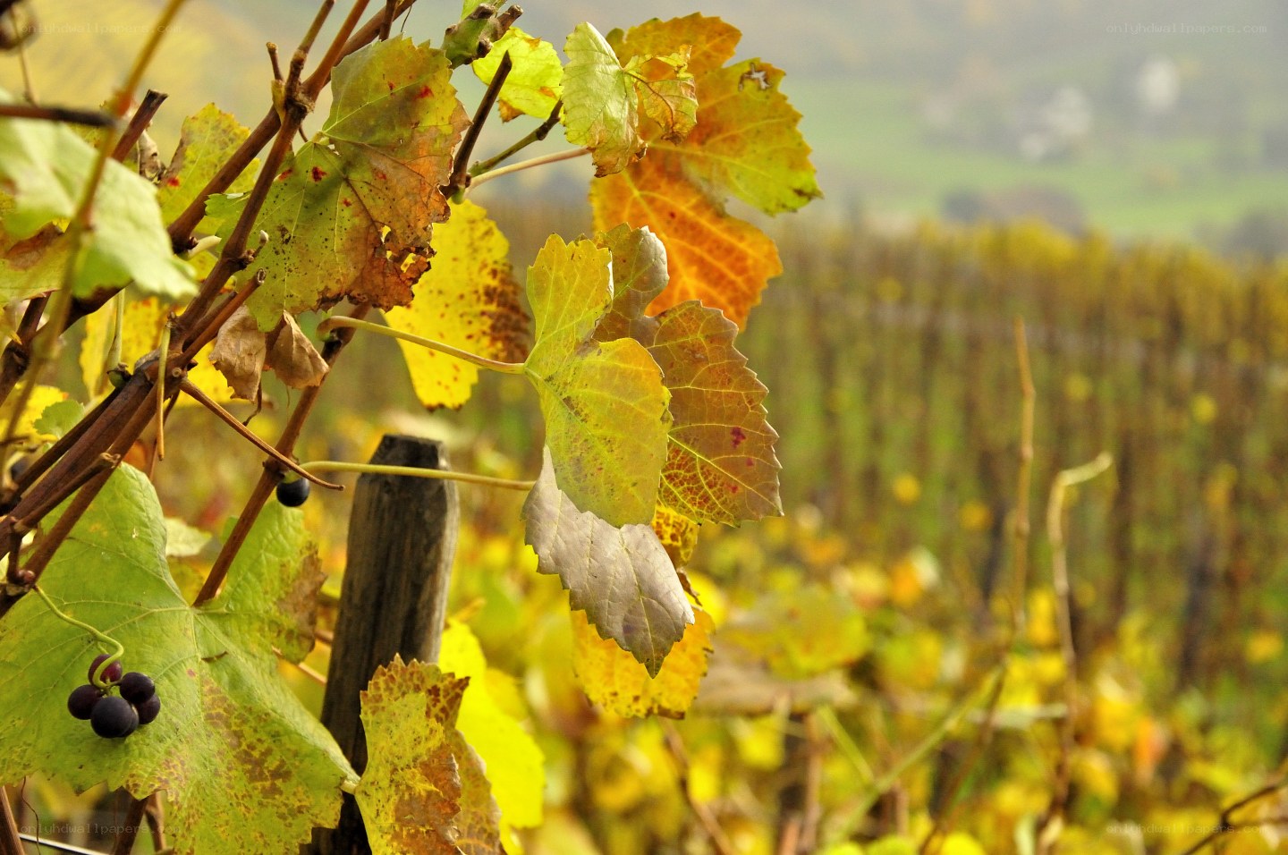 Autumn grapes in a vineyard