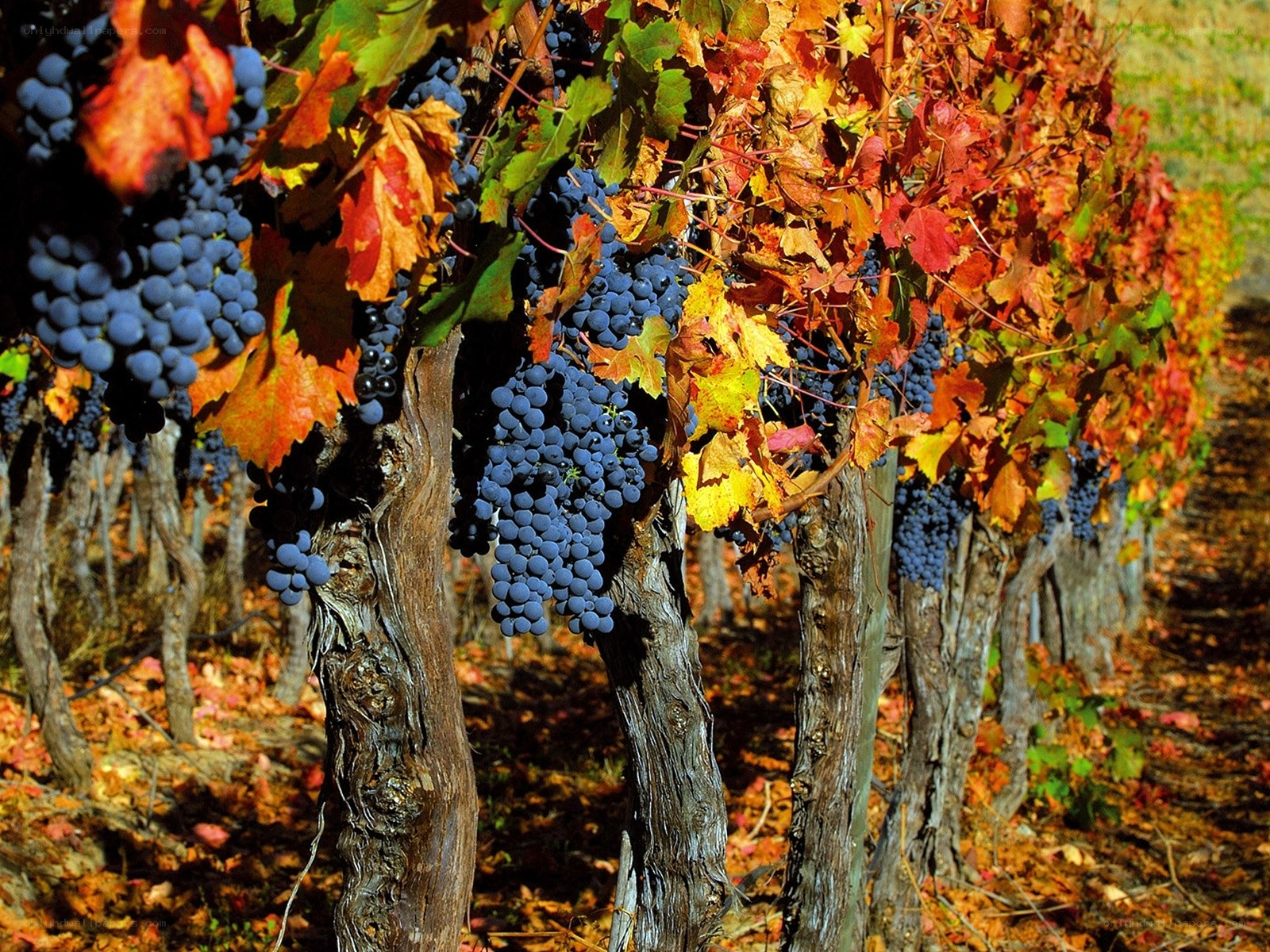 Autumn grapes in a vineyard