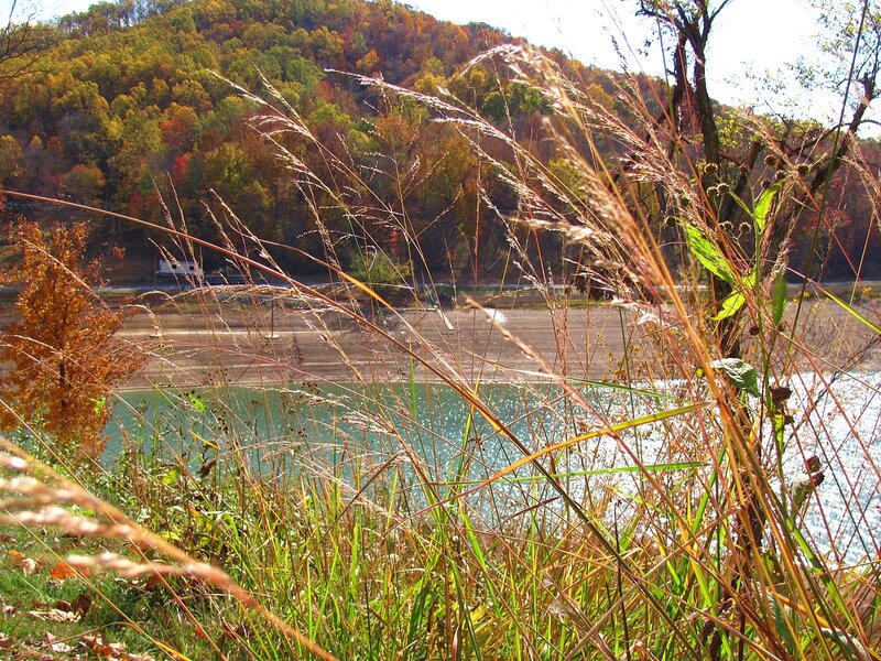 Autumn Grass by Lake
