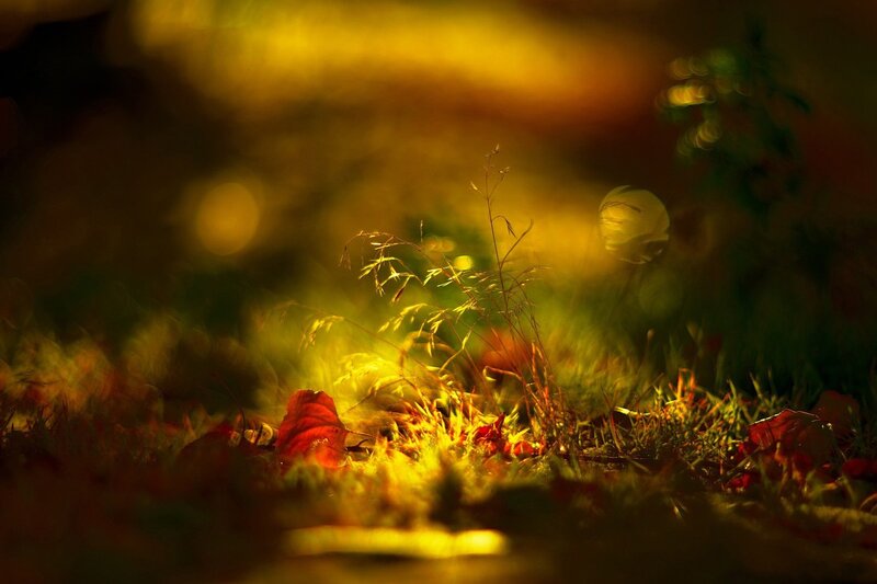 Autumn grass in golden light