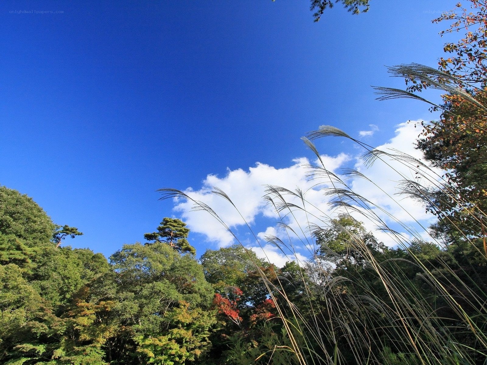 Autumn grasses against blue sky