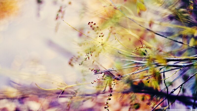Autumn Grasses in Motion
