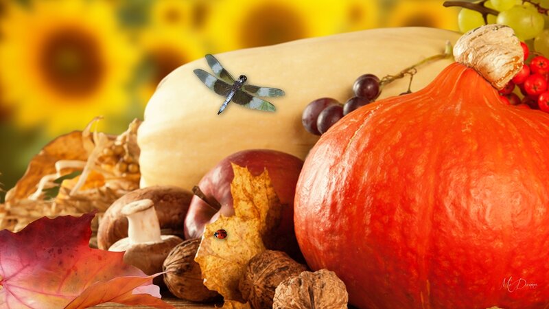 Autumn Harvest Arrangement — Orange, Photograph, Pumpkin, Dragonfly