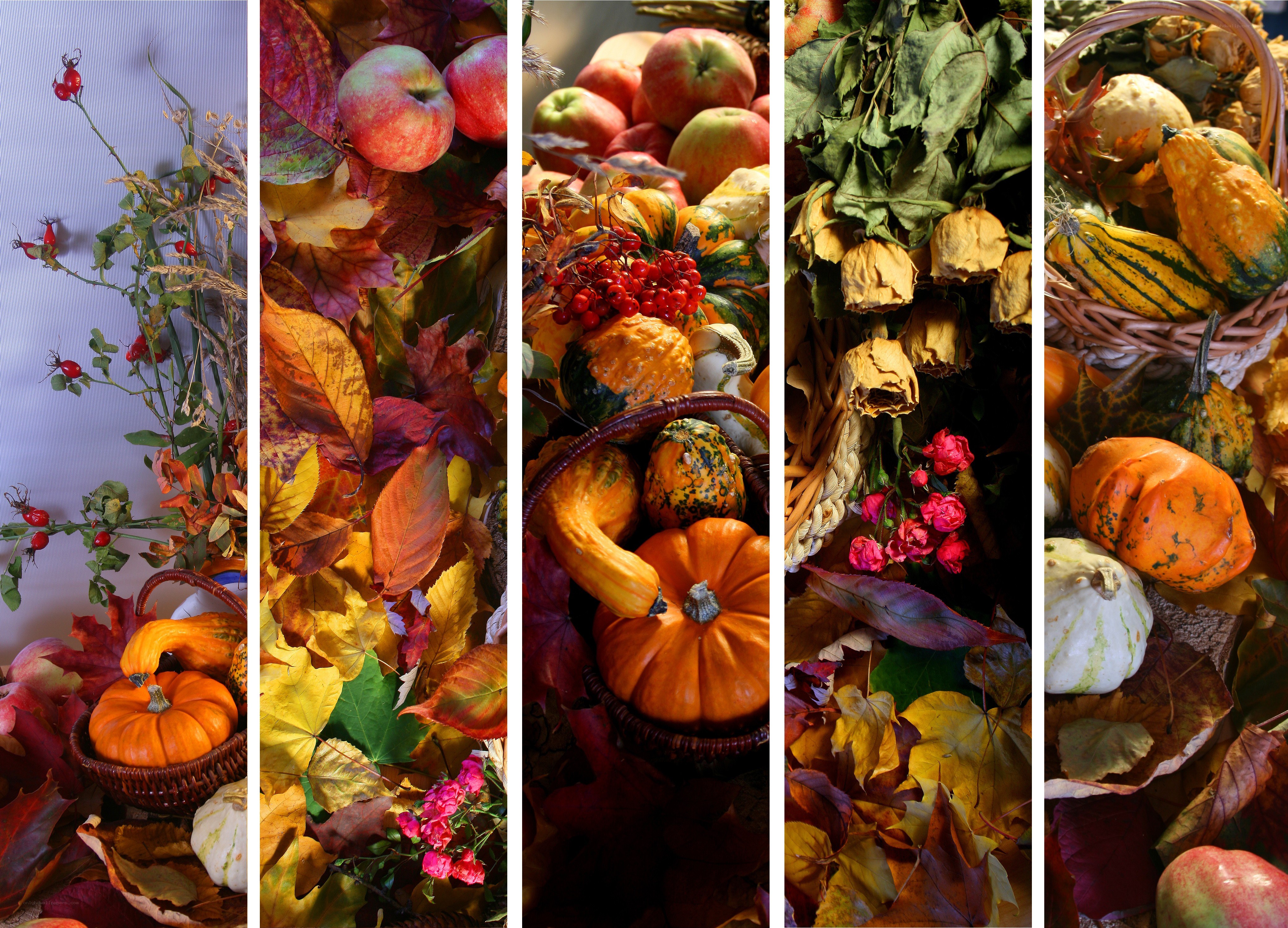 Autumn harvest collage