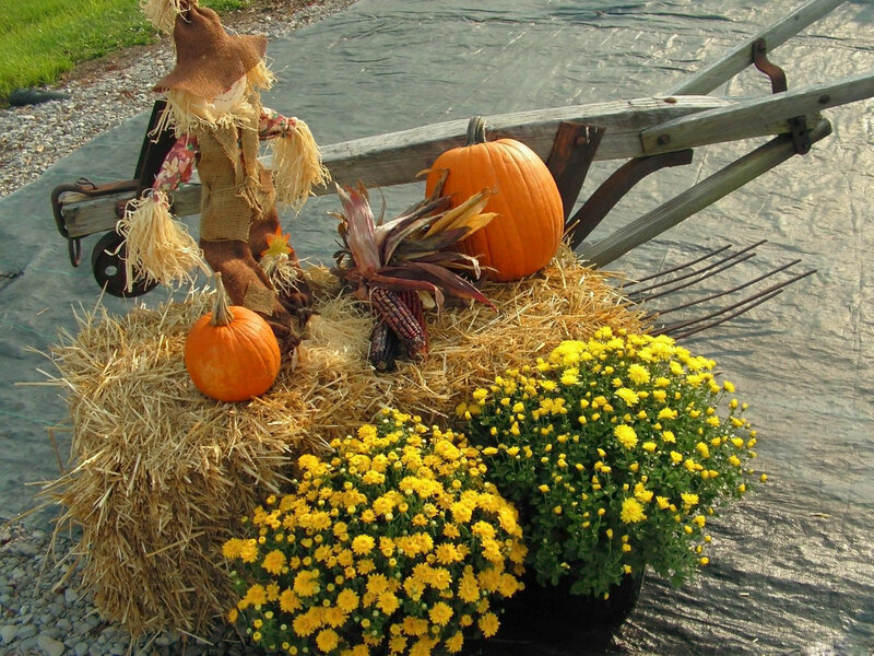 Autumn harvest display