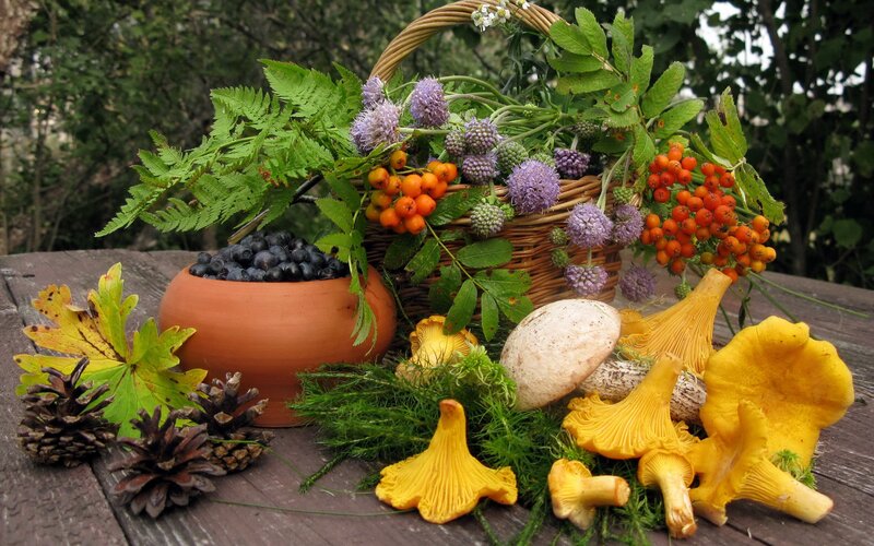 Autumn harvest of berries and mushrooms