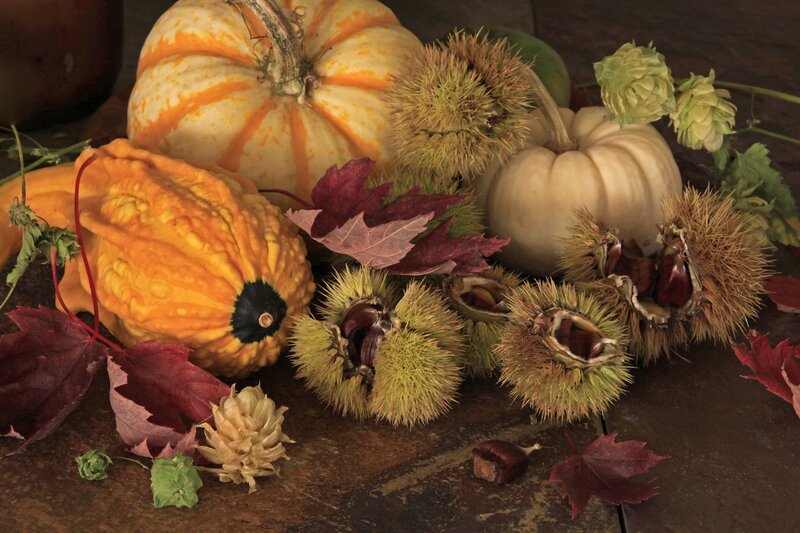 Autumn Harvest Still Life — Orange, Calm, Photograph