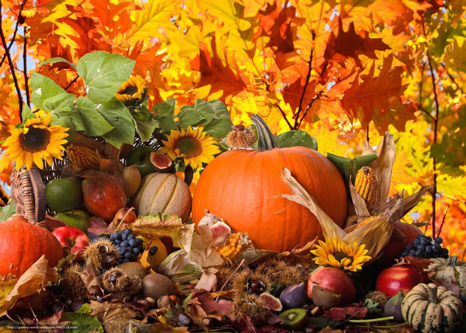 Autumn harvest with pumpkins