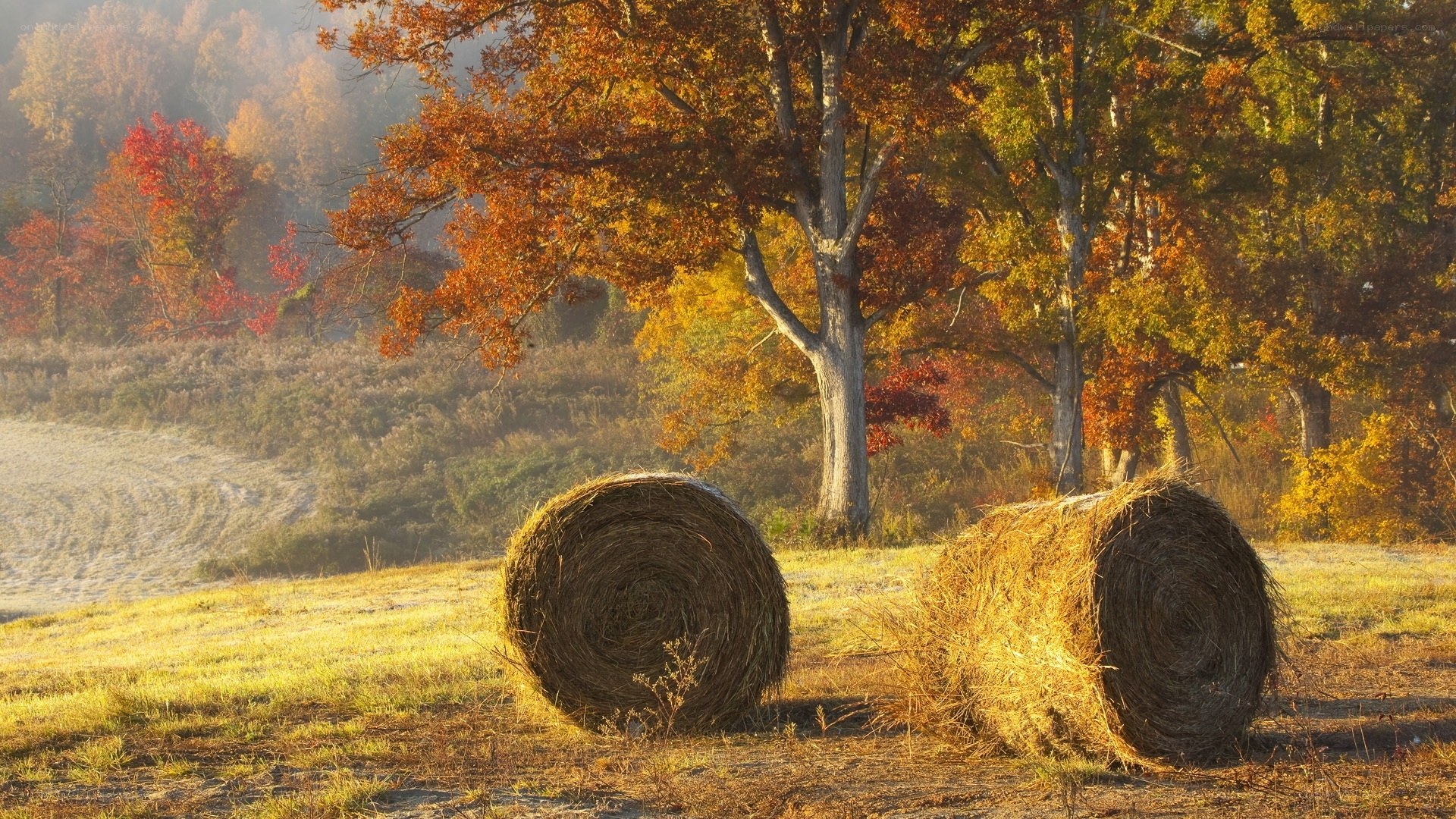 Autumn hay bales in field