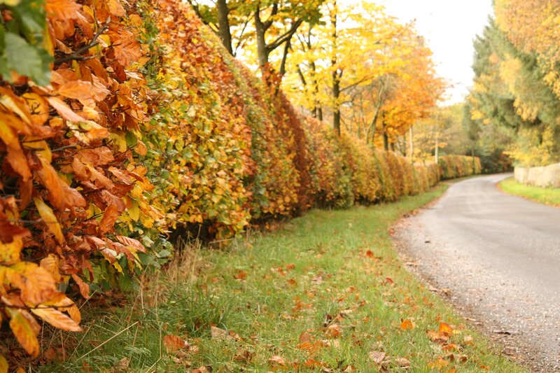 Autumn Hedge Along Road