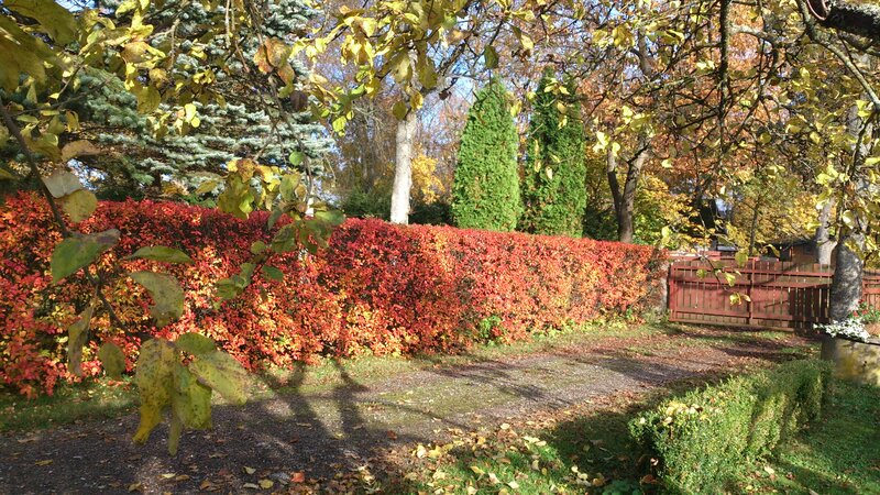 Autumn Hedge in Garden