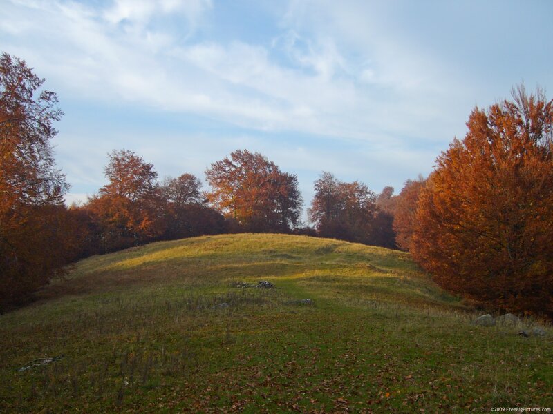 Autumn Hill with Trees — Orange