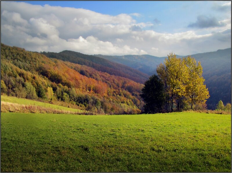 Autumn Hills and Trees — Green, Serene