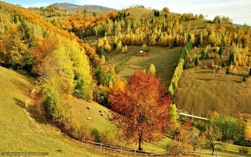Autumn hills with colorful trees