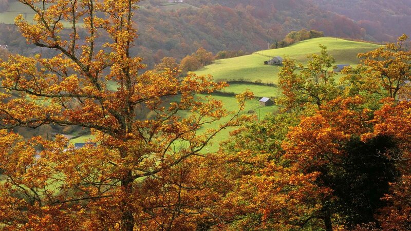 Autumn hills with colorful trees