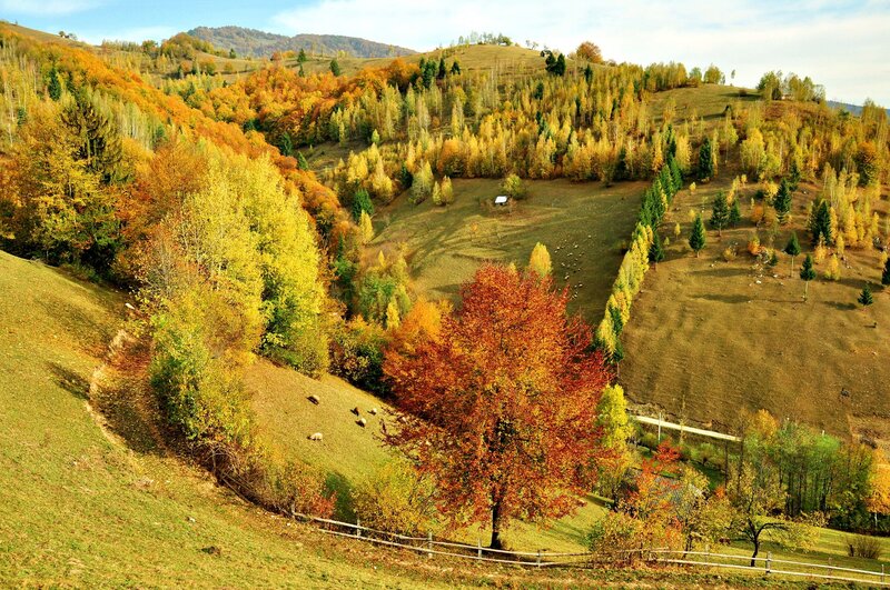 Autumn hills with colorful trees