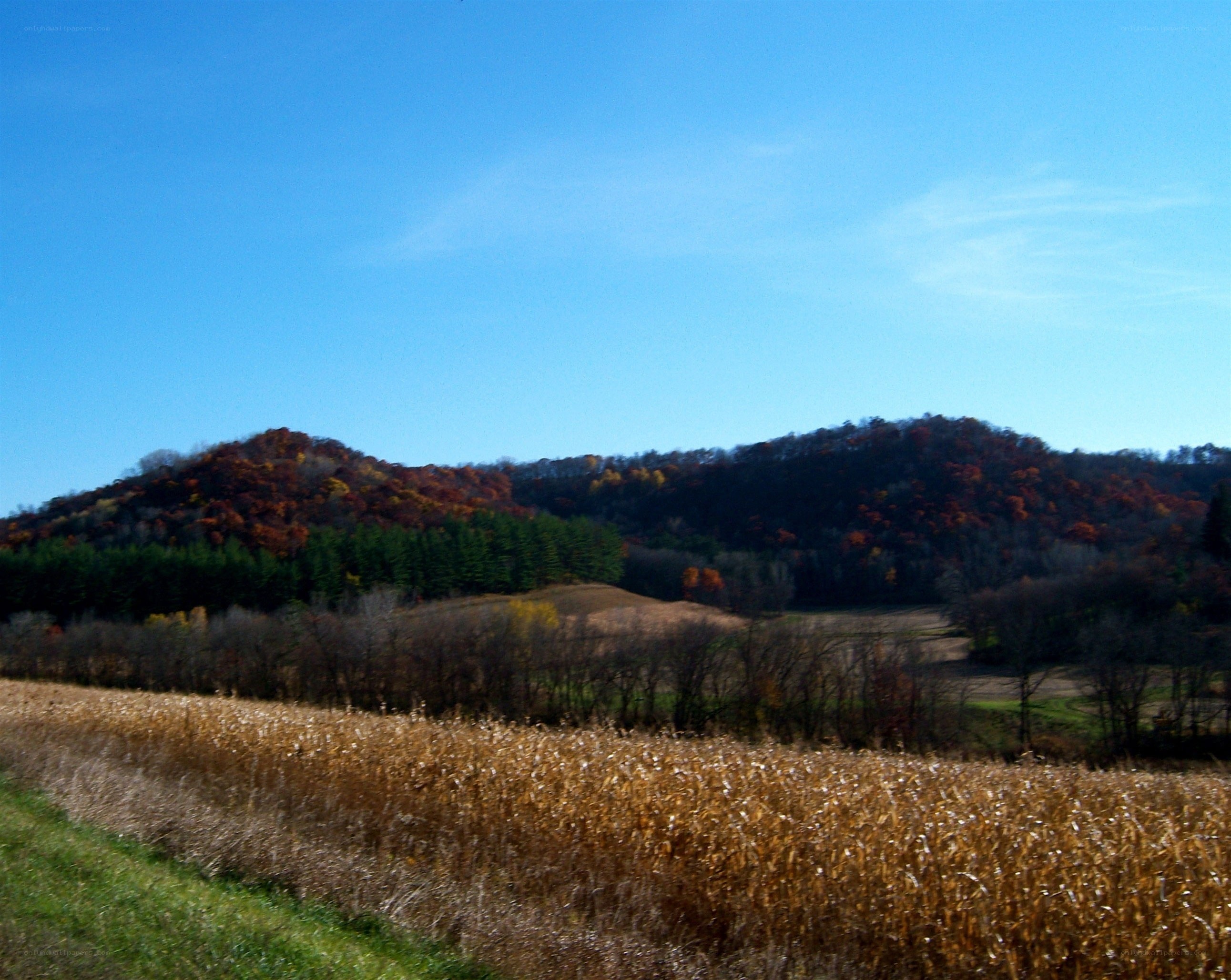 Autumn hills with cornfield