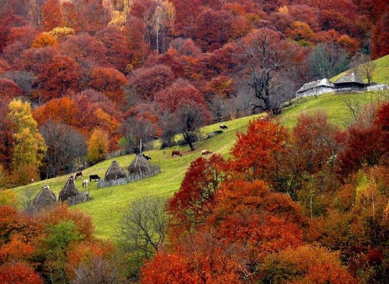 Autumn Hills with Cows