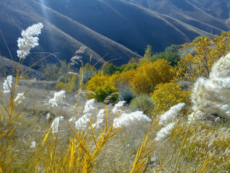 Autumn hills with pampas grass
