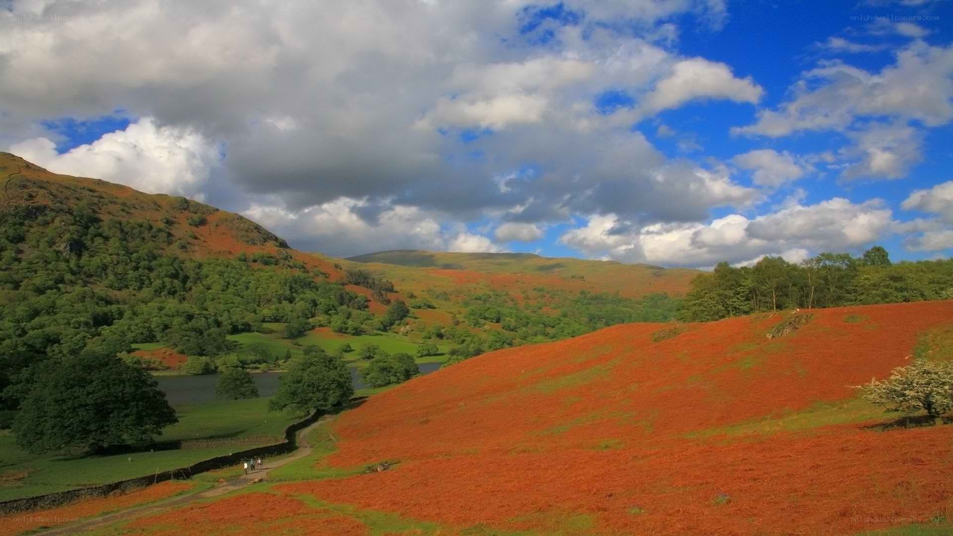 Autumn hills with red heather