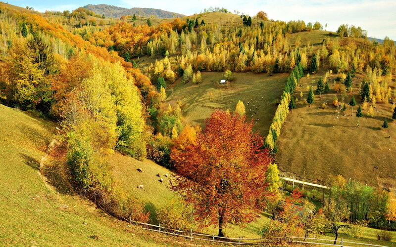Autumn Hills with Trees — Green, Serene, Photograph, Sheep, Fence