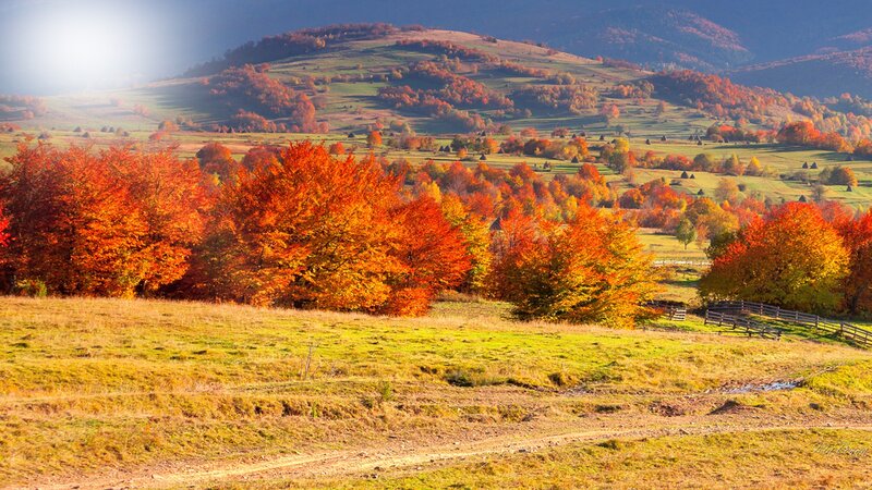 Autumn Hills with Trees — Orange