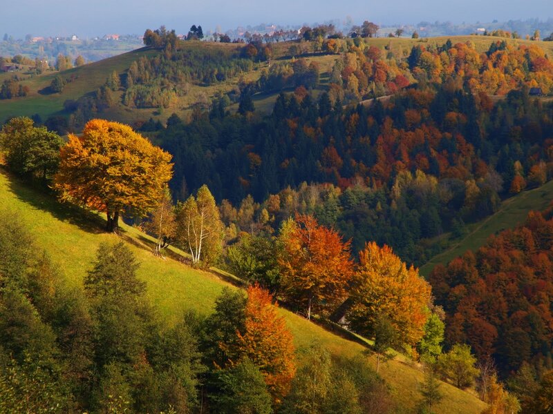 Autumn Hills with Trees