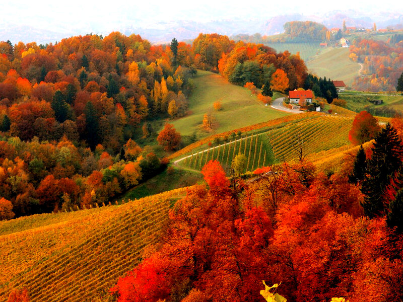 Autumn Hills with Vineyards