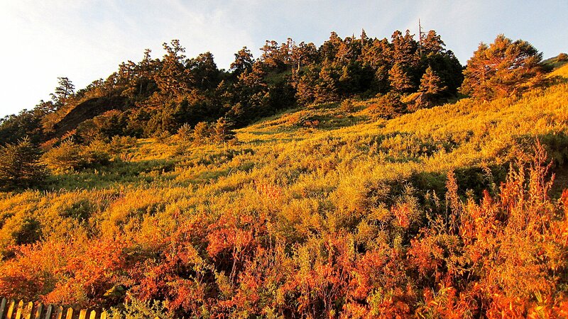 Autumn Hillside with Trees