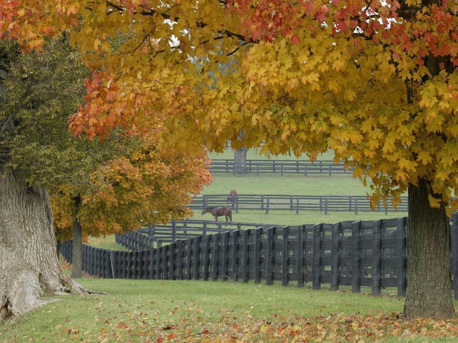 Autumn horses in a paddock
