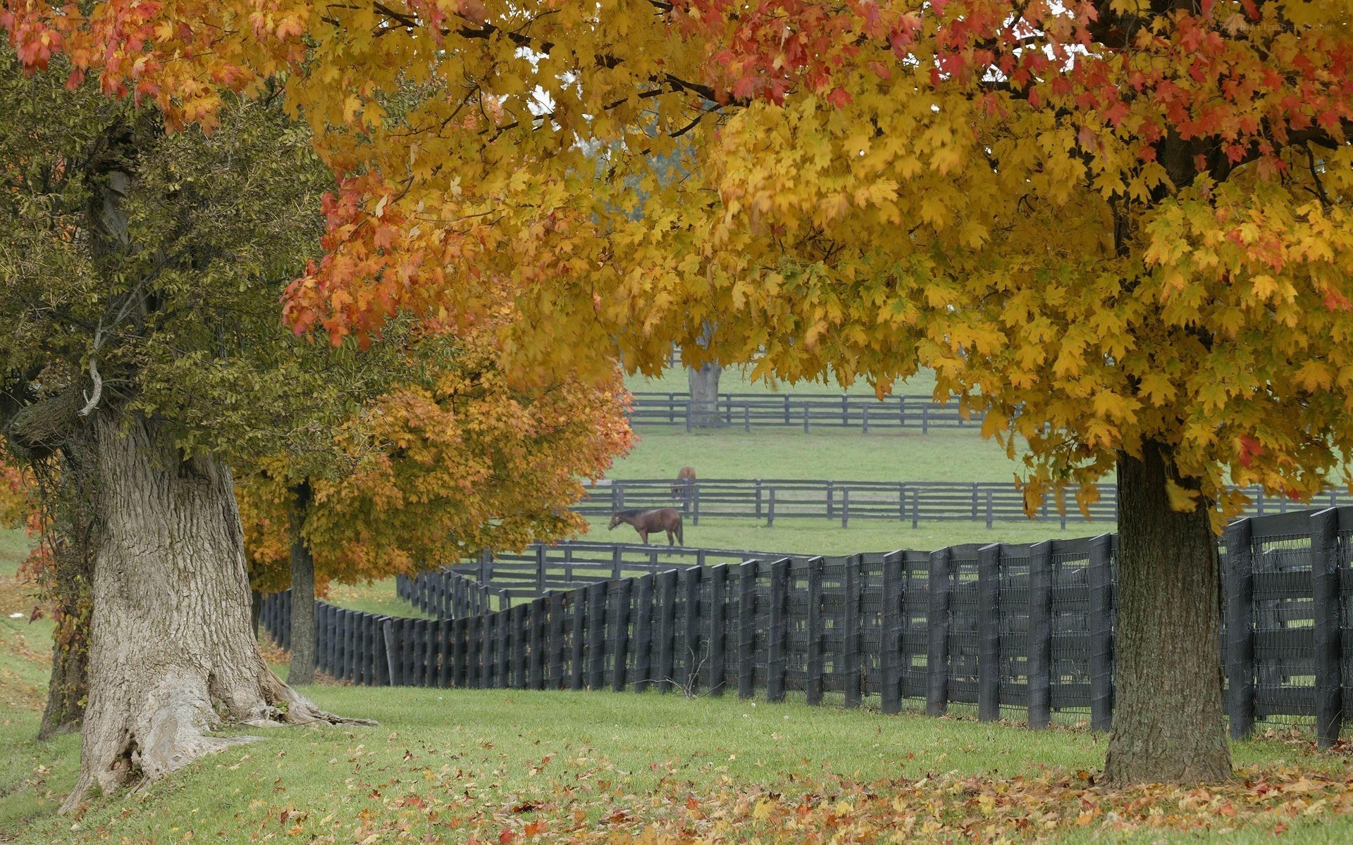Autumn horses in a paddock