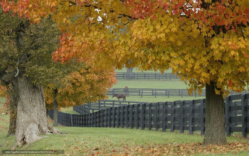 Autumn horses in a paddock