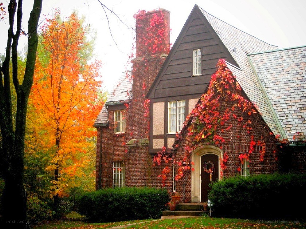 Autumn house with ivy
