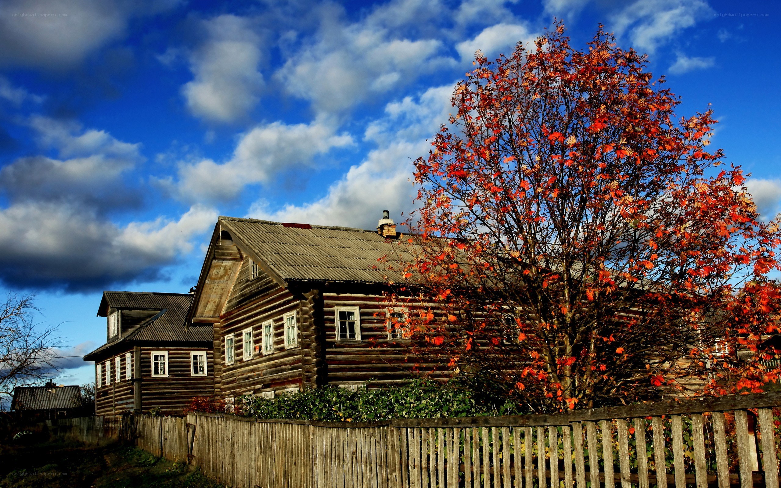 Autumn house with red tree