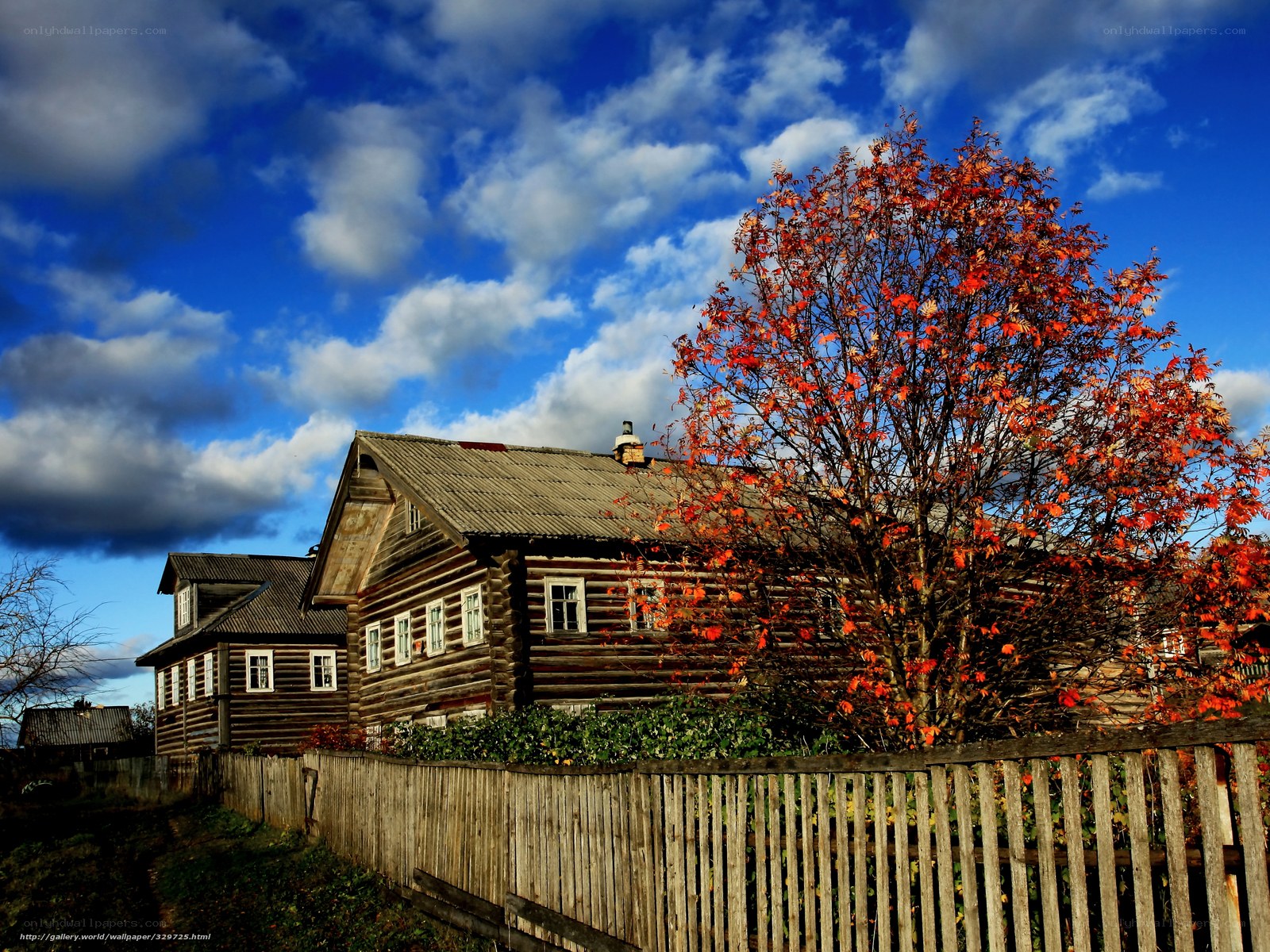 Autumn house with red tree