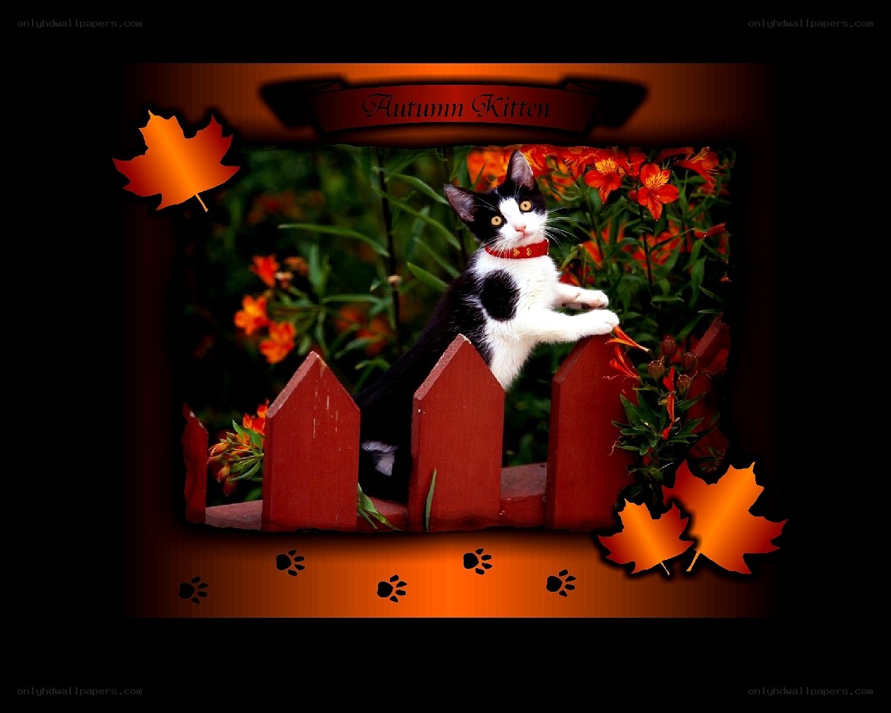 Autumn Kitten