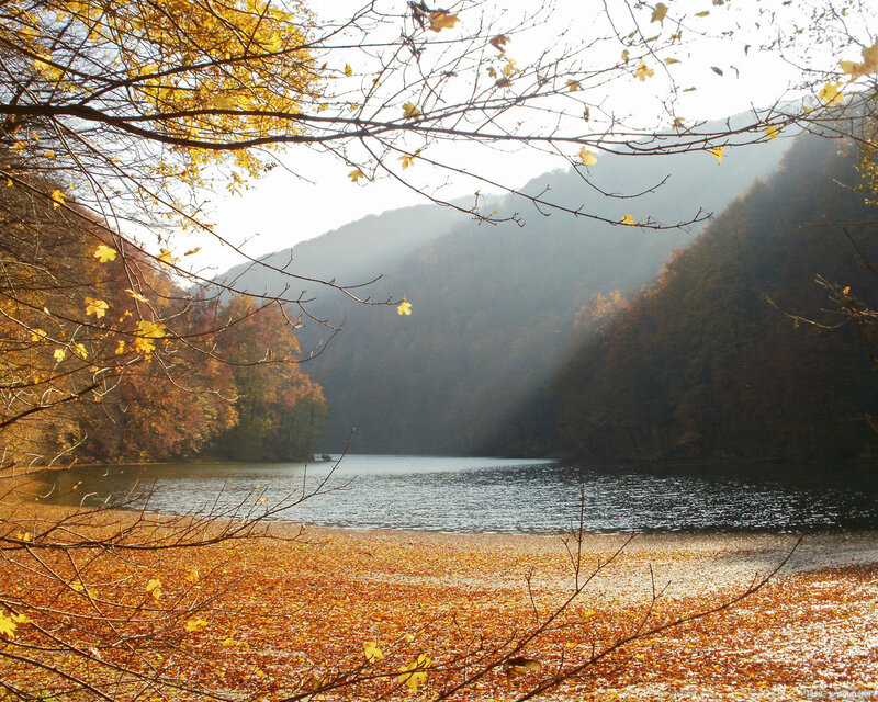 Autumn Lake Landscape — Yellow, Serene