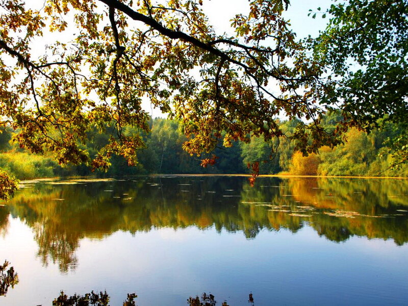 Autumn Lake Reflection — Green