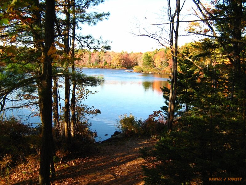 Autumn lake view through trees