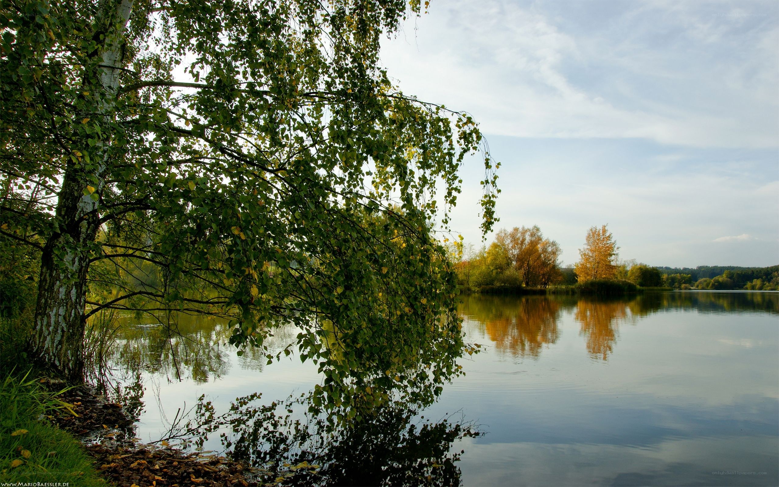 Autumn lake with birch tree