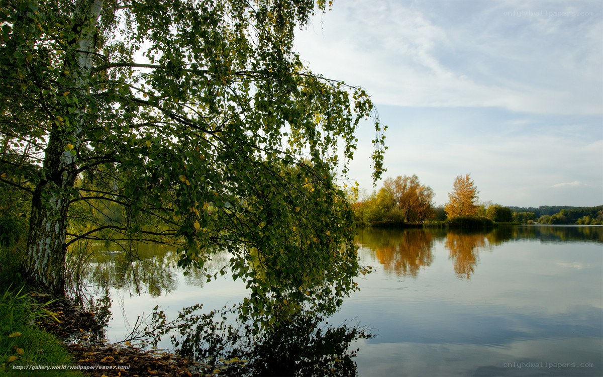 Autumn lake with birch tree