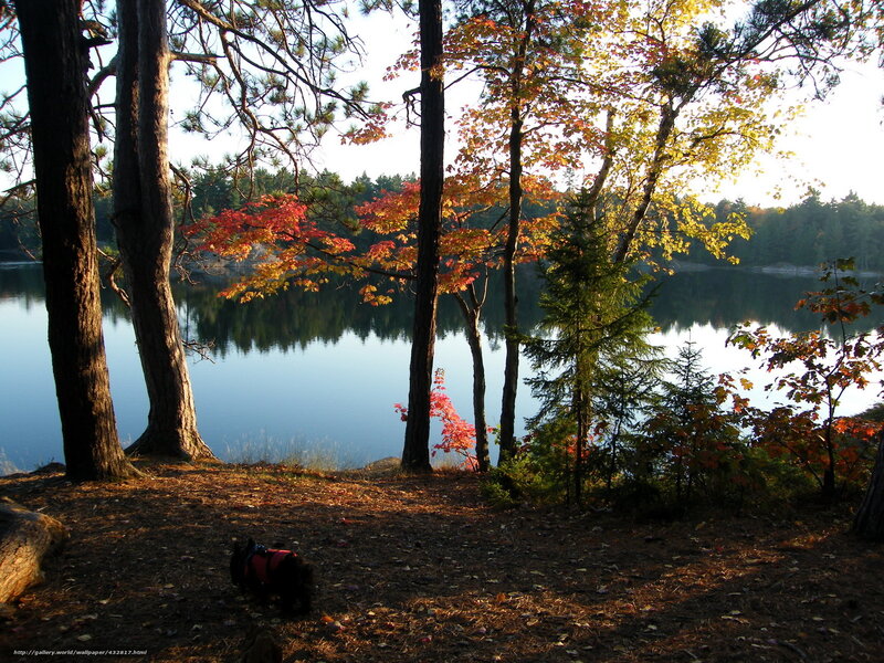 Autumn lake with dog