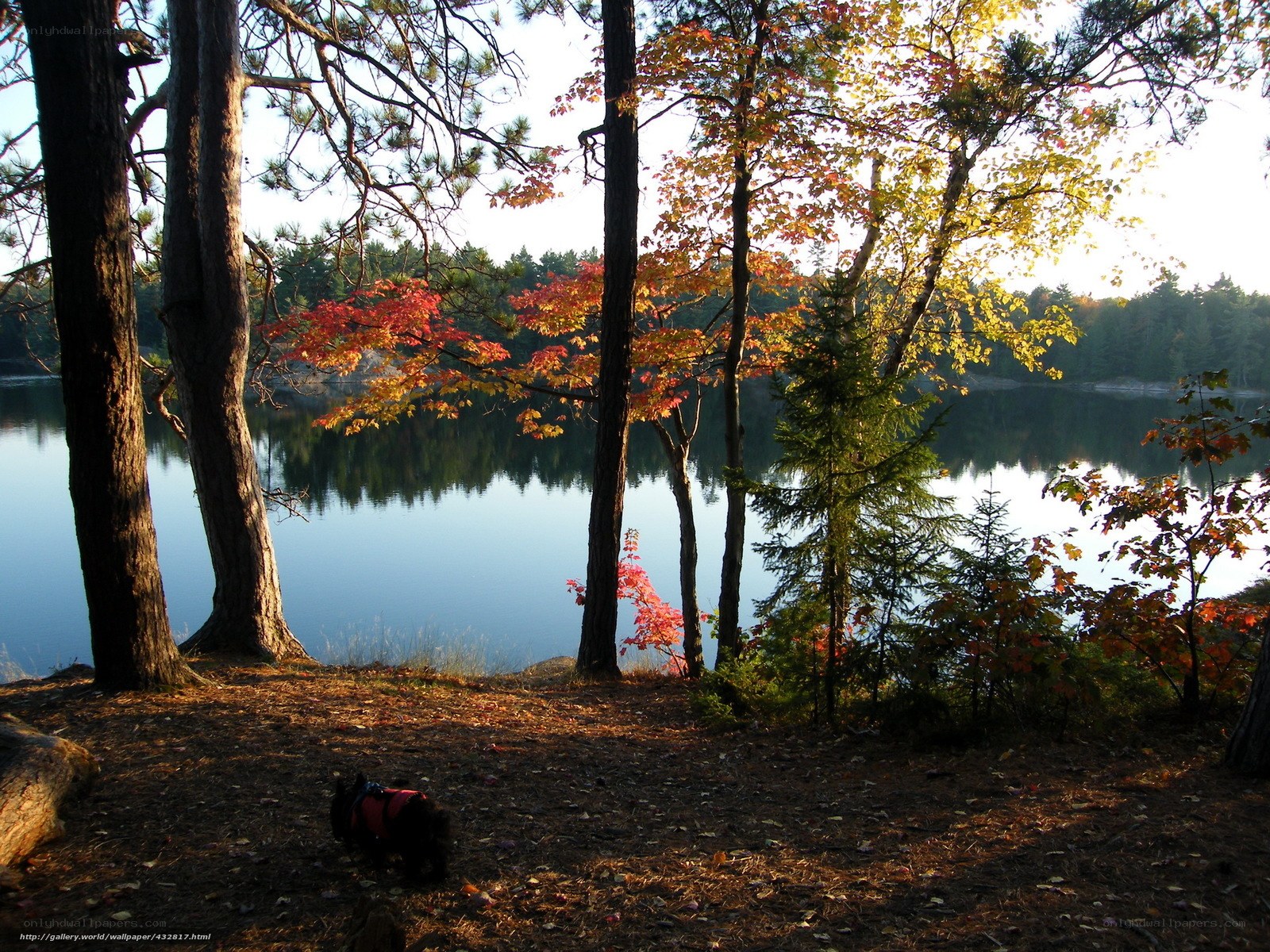 Autumn lake with dog