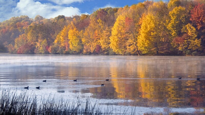 Autumn lake with ducks
