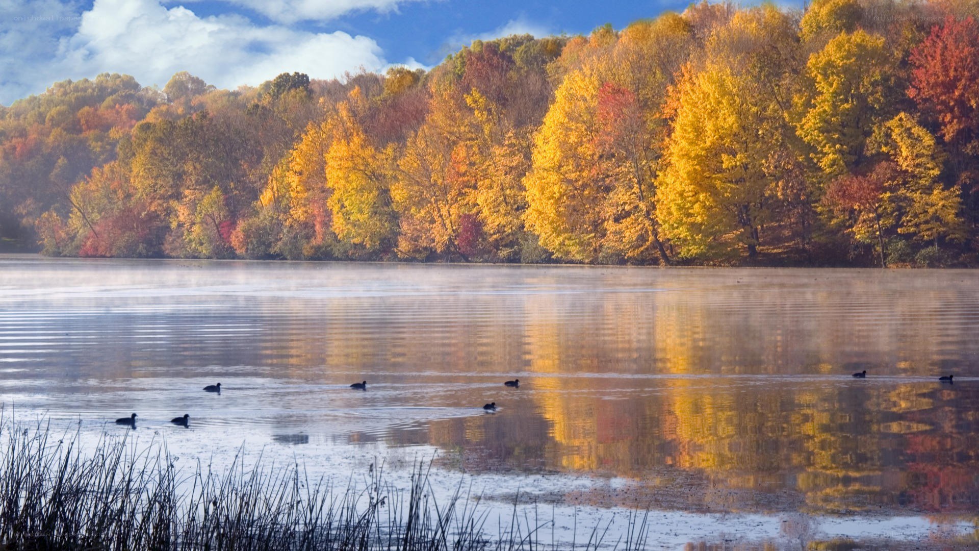 Autumn lake with ducks