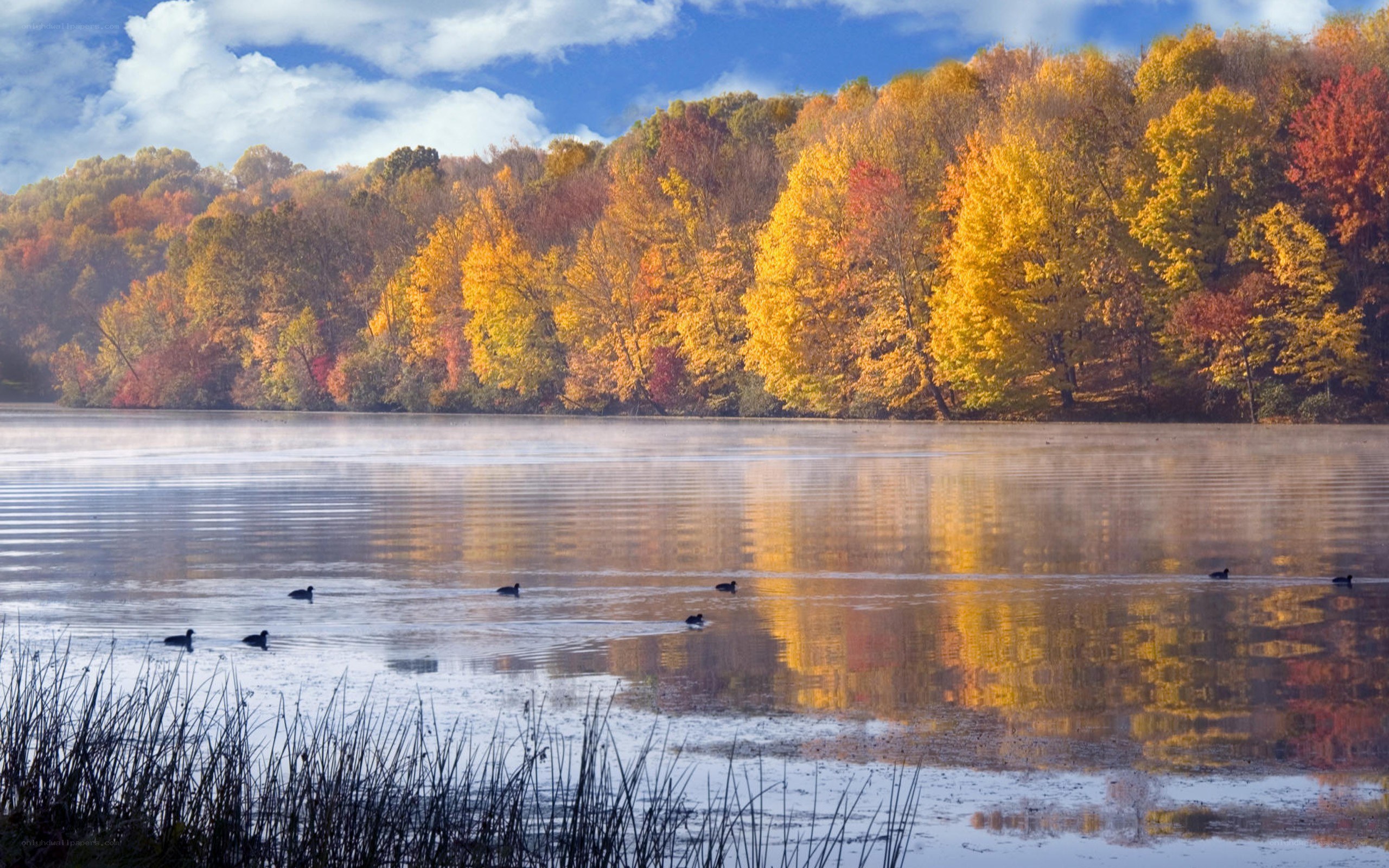 Autumn lake with ducks
