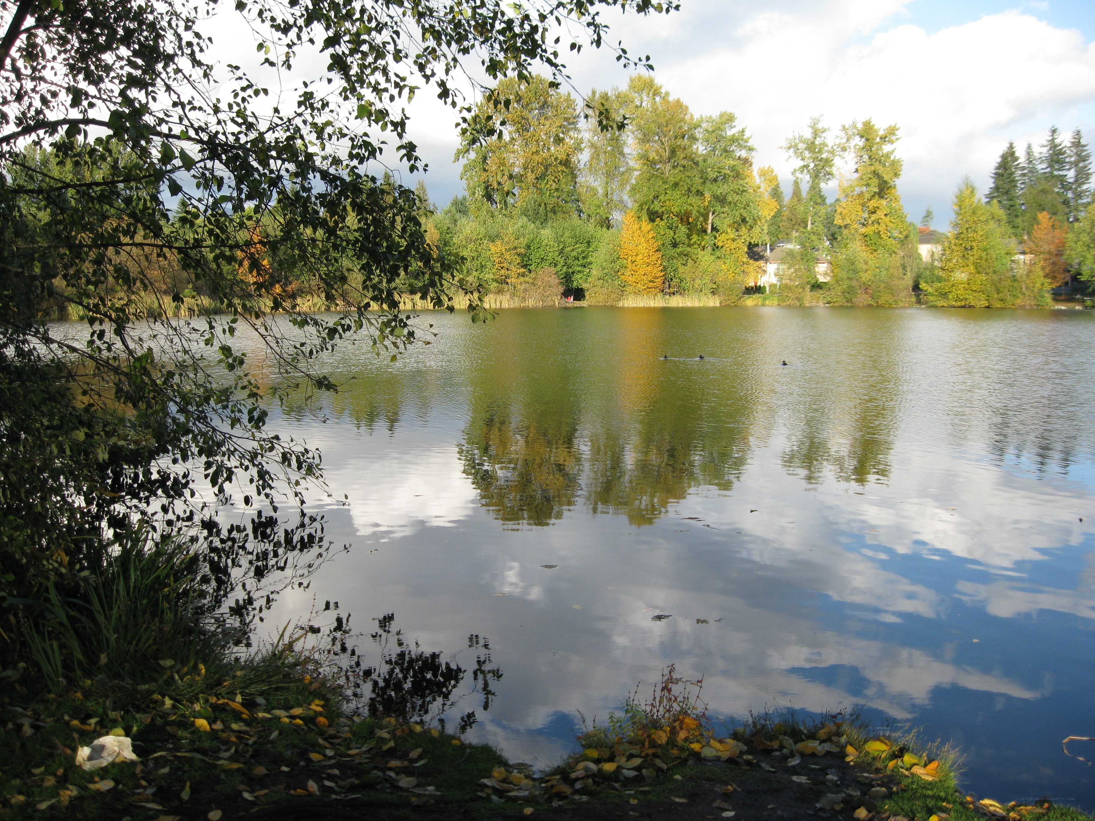Autumn lake with ducks